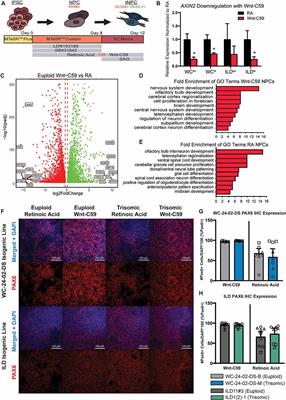 Sonic Hedgehog Pathway Modulation Normalizes Expression of Olig2 in Rostrally Patterned NPCs With Trisomy 21